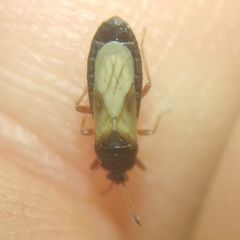 Dimorphopterus blissoides