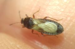 Dimorphopterus blissoides