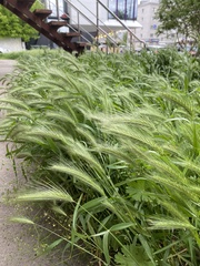 Hordeum murinum