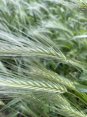 Hordeum murinum