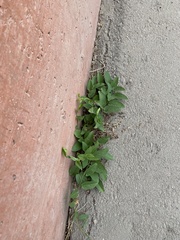 Convolvulus arvensis