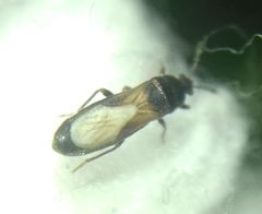 Dimorphopterus spinolae