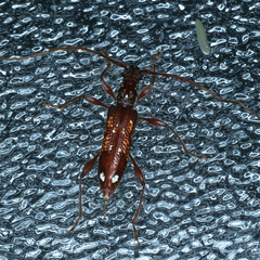 Coptocercus biguttatus