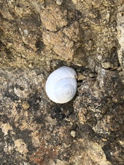 Sphincterochila