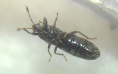 Dimorphopterus spinolae