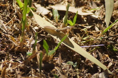 Cissia phronius