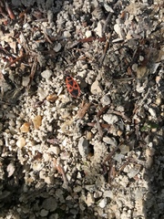 Pyrrhocoris apterus