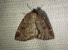 Spodolepis substriataria