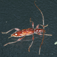 Coptocercus biguttatus