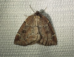 Spodolepis substriataria