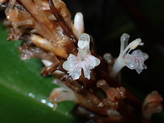 Alpinia stachyodes