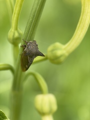 Centrotus
