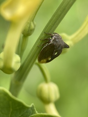 Centrotus