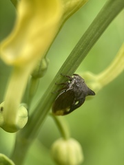 Centrotus
