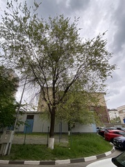 Ulmus