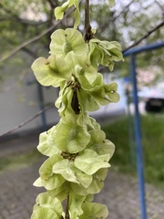 Ulmus