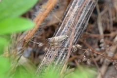 Grapholita delineana