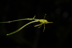 Angraecum rhynchoglossum image