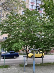 Sorbus aucuparia