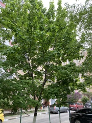 Acer platanoides