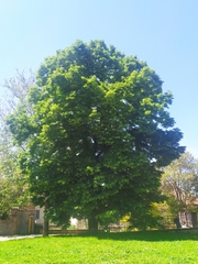 Tilia platyphyllos