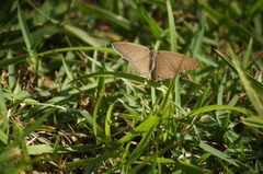Cissia phronius