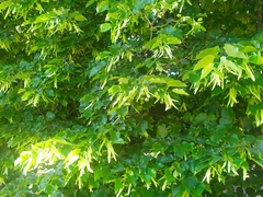 Tilia platyphyllos