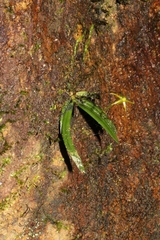 Angraecum rhynchoglossum image