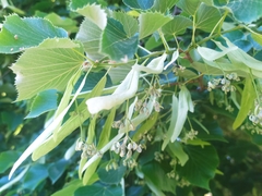 Tilia platyphyllos