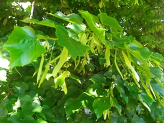 Tilia platyphyllos
