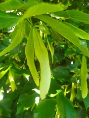 Tilia platyphyllos