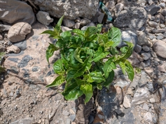 Mirabilis jalapa