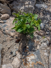 Mirabilis jalapa
