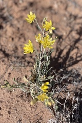 Mentzelia longiloba