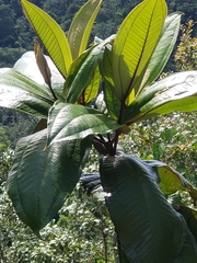 Miconia impetiolaris
