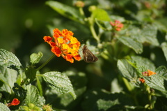 Vehilius stictomenes