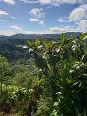 Miconia impetiolaris