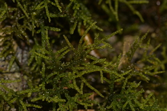 Acrocladium