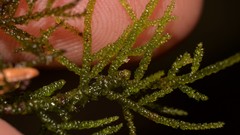 Acrocladium
