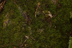 Acrocladium