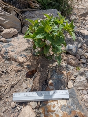 Mirabilis jalapa