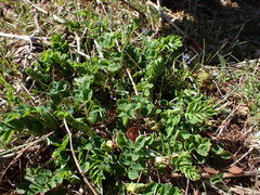 Astragalus glycyphyllos
