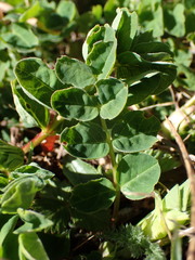 Astragalus glycyphyllos
