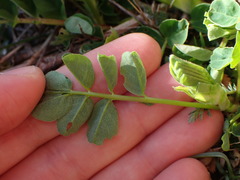Astragalus glycyphyllos