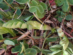 Astragalus glycyphyllos