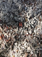 Pyrrhocoris apterus