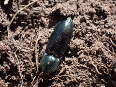 Selatosomus aeneus