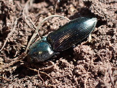 Selatosomus aeneus