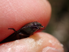Selatosomus aeneus