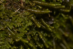 Lepidoziaceae